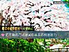《吃年糕的方式测试你未来的<i>致富</i>能力》测试