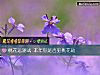 《<i>桃花运</i>测试 本年你是否犯桃花劫》测试