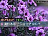 《测你本年七夕前会结婚吗？》测试