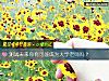 《测试未来你有可能成为大学老师吗？》测试