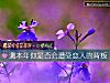 《测本年你是否会遭受恋人的<i>背叛</i>》测试