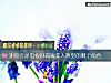 《测你会是电视剧琉璃美人煞里的哪个<i>角色</i>》测试