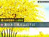 《测你本年<i>桃花运</i>好不好》测试