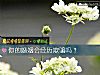 《你的婚姻会经历欺骗吗？》测试