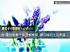 《最心疼哪个瓷盘被摔碎 测你婚后生活质量好吗？》测试