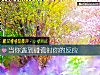 《当你遇到碰瓷时你的反应》测试