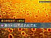 《测你和啥男是危险<i>搭配</i>》测试