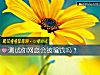 《测试你<i>网恋</i>会被骗钱吗？》测试