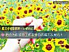 《他会为你<i>放弃</i>工作来到你的城市发展吗？》测试