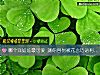 《哪个洋娃娃最可爱 测你容<i>易被</i>花言巧语利用吗？》测试