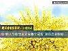 《情人节最想送对象哪个戒指 测你恋爱眼瞎<i>指数</i>》测试