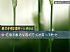 《吃薯条蘸番茄酱的方式透露人的性格》测试