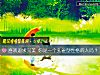 《喜欢追求完美 你是一个孔雀型性格的人吗？》测试