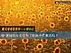 《测试你女友会为了你洗手作羹汤吗？》测试