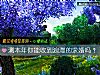 《测本年你能收到<i>浪漫</i>的求婚吗？》测试